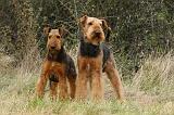 AIREDALE TERRIER 364